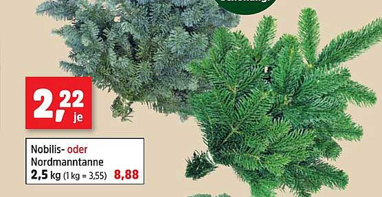 Nobilis- oder Nordmannstanne 2,5 kg für nur 8,88 €