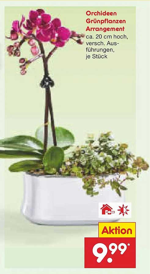 Orchideen Grünpflanzen Arrangement