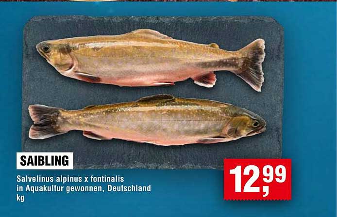 Saibling - Salvelinus alpinus x fontinalis in Aquakultur gewonnen, Deutschland