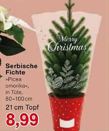 Serbische Fichte »Picea omorika«, in Tüte, 80–100cm, 21 cm Topf