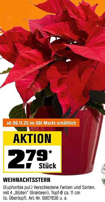 Weihnachtsstern - Euphorbia pulcherrima