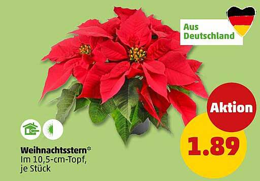 Weihnachtsstern im 10,5-cm-Topf, je Stück