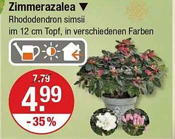 Zimmerazalee - Rhododendron simsii im 12 cm Topf, in verschiedenen Farben