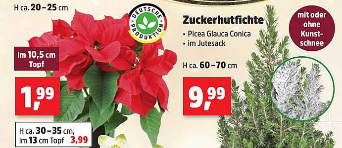 Zuckerhutfichte - Picea Glauca Conica