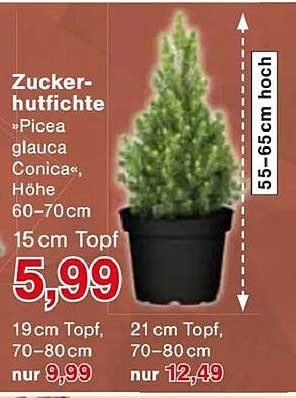 Zuckerhutfichte - Picea glauca Conica, Höhe 60-70 cm, im 15 cm Topf