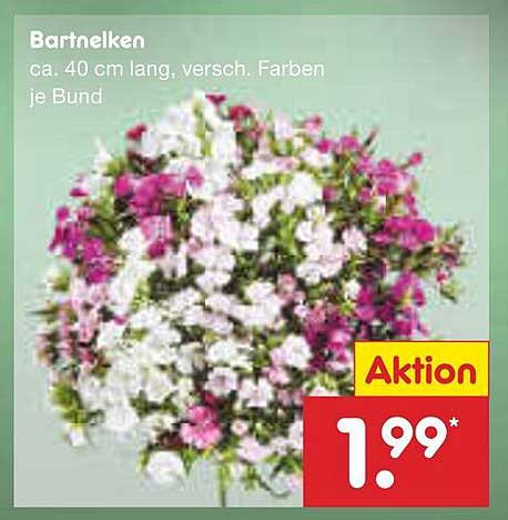 Bartnelken - farbenfrohe Blüten für Ihr Zuhause
