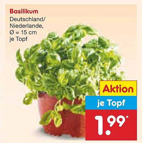 Basilikum - frisch und aromatisch für deine Küche