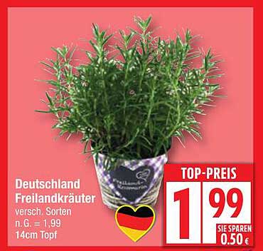 Deutschland Freilandkräuter - verschiedene Sorten im 14cm Topf