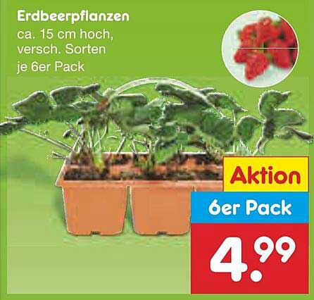 Erdbeerpflanzen, ca. 15 cm hoch, versch. Sorten je 6er Pack