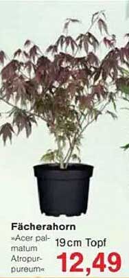 Fächerahorn »Acer palmatum Atropurpureum« 19cm Topf