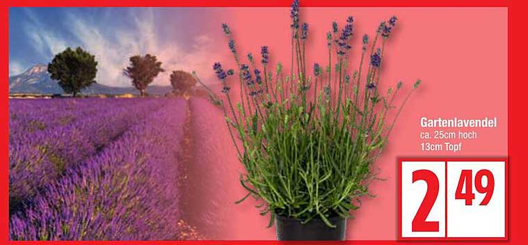 Gartenlavendel ca. 25cm hoch 13cm Topf