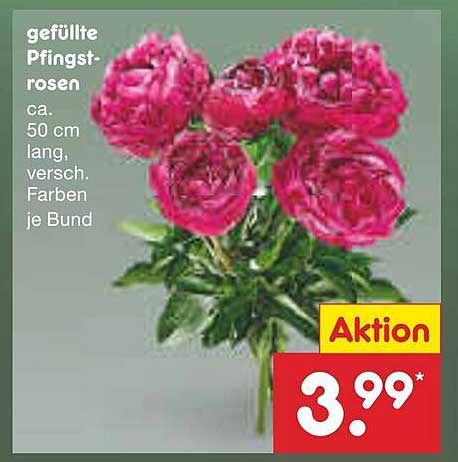 gefüllte Pfingstrosen