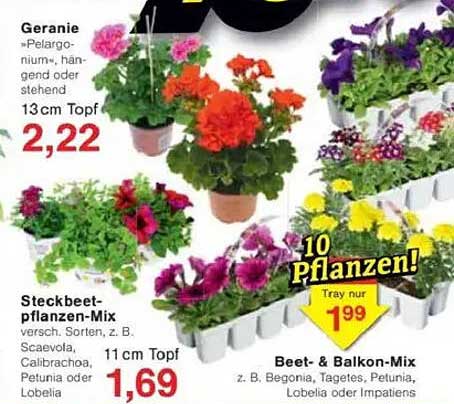 Geranie, Steckbeetpflanzen-Mix und Beet- & Balkon-Mix - attraktive Pflanzen zu Top-Preisen!