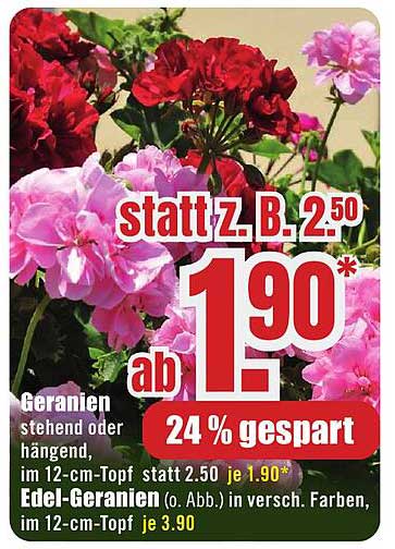 Geranien in verschiedenen Farben - nur 1,90 € statt 2,50 €!