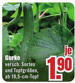 Gurke - verschiedene Sorten und Topfgrößen, ab 10,5-cm-Topf