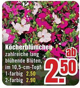 Köcherblümchen - zahlreiche lang blühende Blüten