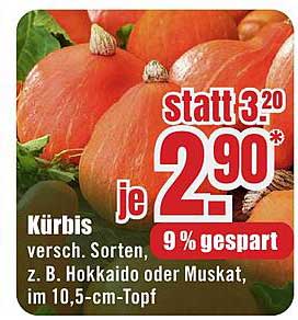 Kürbis, verschiedene Sorten, z. B. Hokkaido oder Muskat, im 10,5-cm-Topf