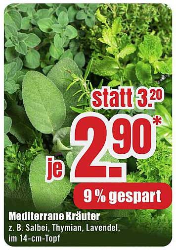 Mediterrane Kräuter - z. B. Salbei, Thymian, Lavendel, im 14-cm-Topf