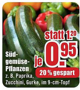 Südgemüse-Pflanzen – Z. B. Paprika, Zucchini, Gurke, im 9-cm-Topf