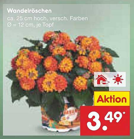 Wandelröschen - Farbenfrohe Blütenpracht für Ihr Zuhause