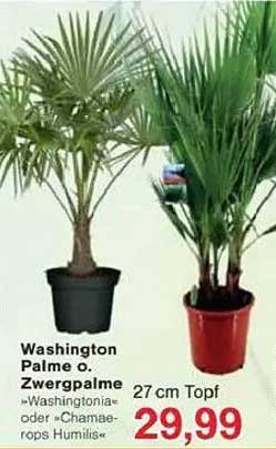 Washington Palme o. Zwergpalme – 27 cm Topf