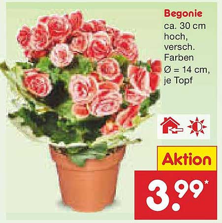 Begonie ca. 30 cm hoch, verschiedene Farben Ø 14 cm, je Topf