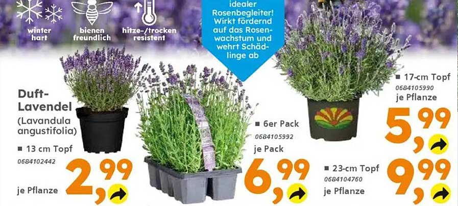 Duft-Lavendel (Lavandula angustifolia)