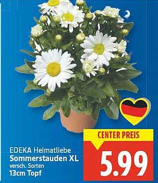 EDEKA Heimatliebe Sommerstauden XL versch. Sorten 13cm Topf