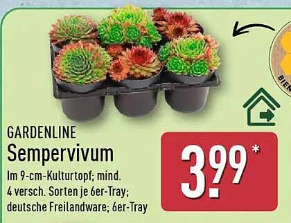 GARDENLINE Sempervivum im 9-cm-Kulturtopf