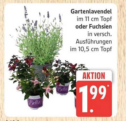 Gartenlavendel im 11 cm Topf oder Fuchsien in verschiedenen Ausführungen im 10,5 cm Topf