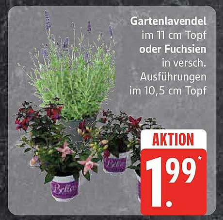 Gartenlavendel im 11 cm Topf oder Fuchsien in verschiedenen Ausführungen im 10,5 cm Topf