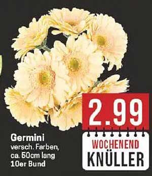 Germini, verschiedene Farben, 10er Bund