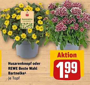 Husarenknopf oder REWE Beste Wahl Bartnelke je Topf