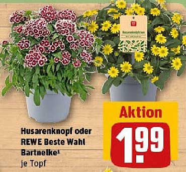 Husarenknopf oder REWE Beste Wahl Bartnelke je Topf