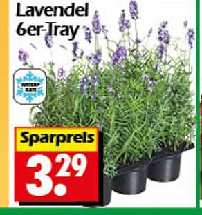 Lavendel 6er-Tray