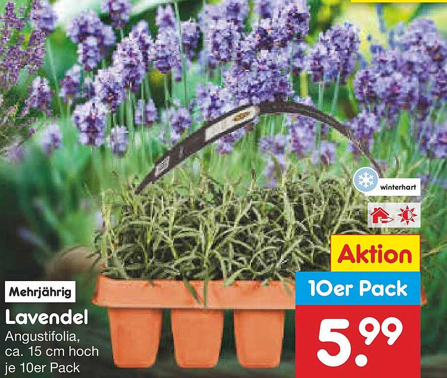 Lavendel Angustifolia, ca. 15 cm hoch, 10er Pack