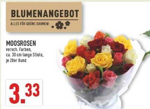Moosrosen - Verschiedene Farben, je 20er Bund