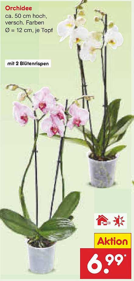 Orchidee, ca. 50 cm hoch, verschiedene Farben, Ø = 12 cm, je Topf