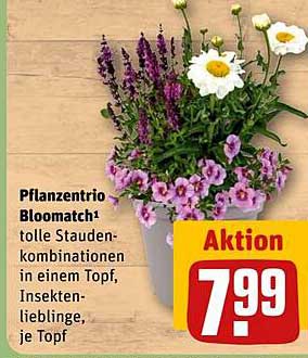 Pflanzen Trio Bloomatch – tolle Stauden Kombinationen in einem Topf