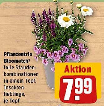 Pflanzentrio Bloomatch – tolle Stauden Kombinationen in einem Topf