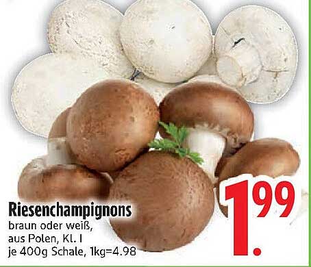 Riesenchampignons - Braun oder Weiß aus Polen, KL. I
