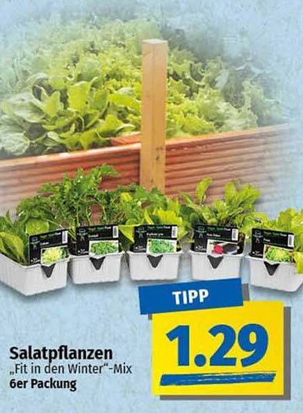 Salatpflanzen "Fit in den Winter"-Mix 6er Packung