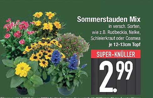 Sommerstauden Mix in verschiedenen Sorten