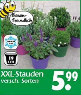 XXL-Stauden versch. Sorten
