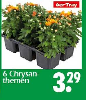 6 Chrysanthemen im 6er-Tray
