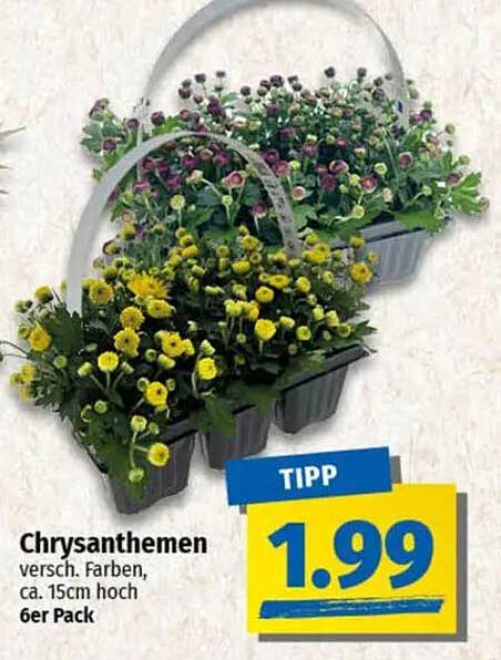 Chrysanthemen 6er Pack - versch. Farben, ca. 15cm hoch