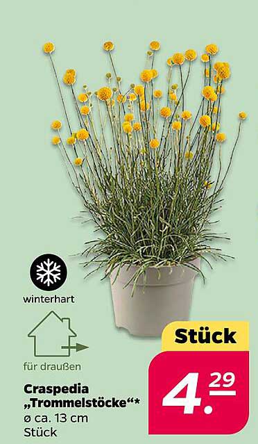 Craspedia „Trommelstöcke“ – Winterharte Pflanzen für deinen Garten