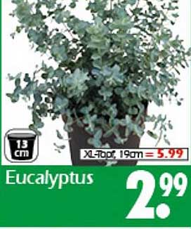 Eucalyptus in 13 cm Topf für nur 2,99 €