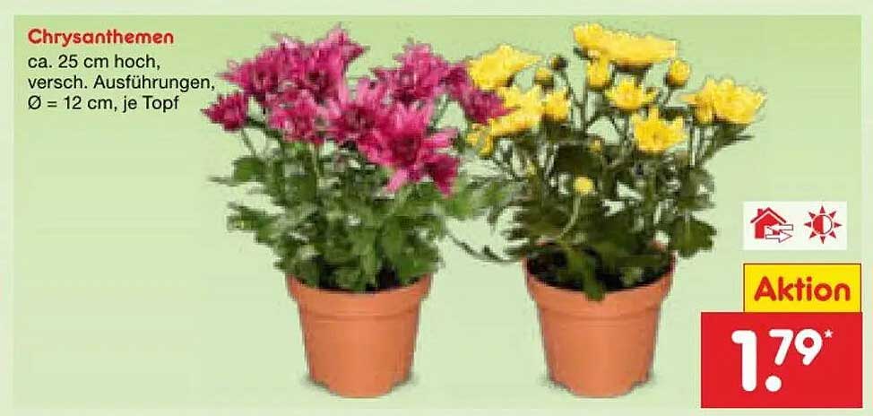 Chrysanthemen
