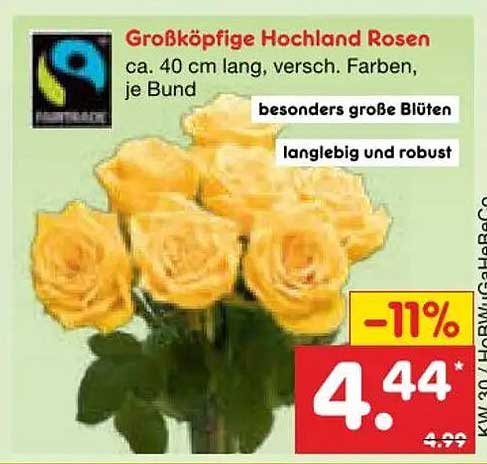 Großköpfige Hochland Rosen